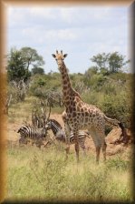 Giraf met zebra's